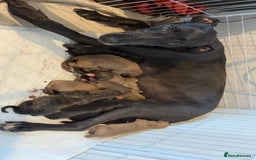 Mixed Breed dogs for sale: Deerhound greyhound lurcher pups  - Image 8