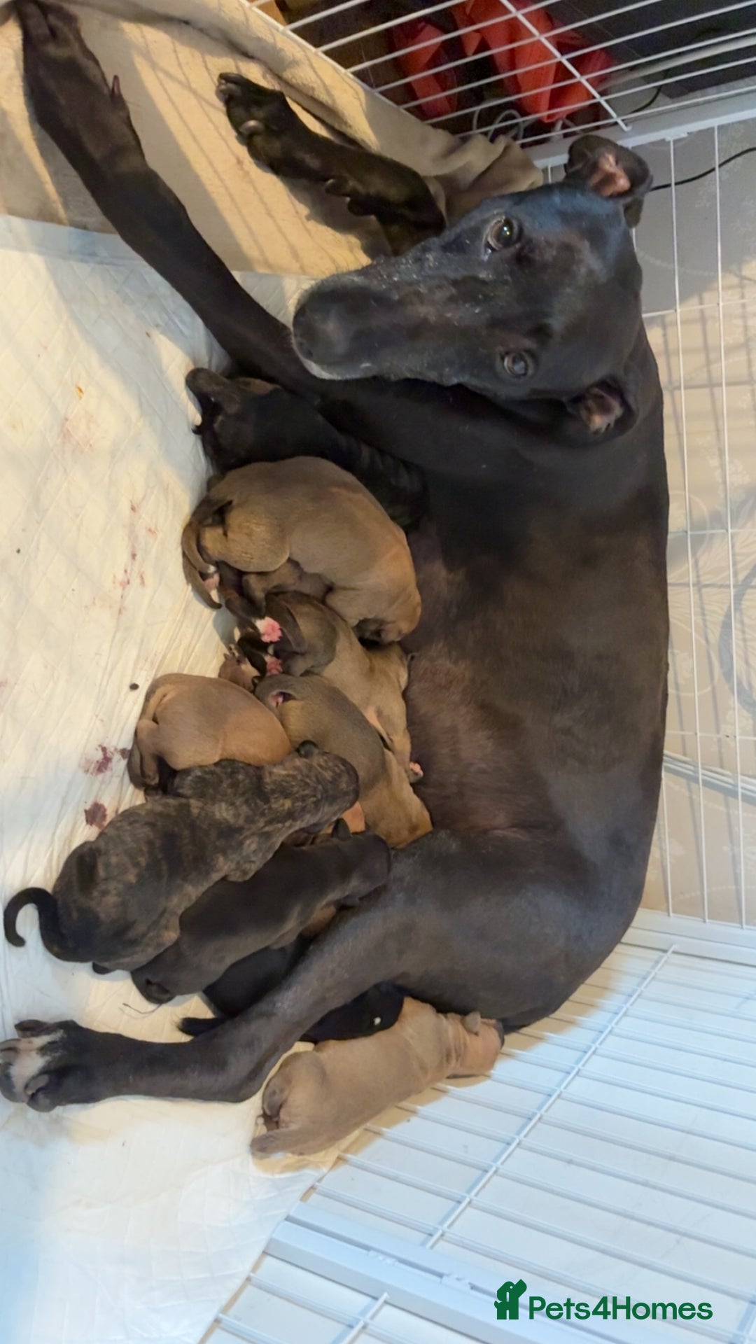 Mixed Breed dogs for sale: Deerhound greyhound lurcher pups  - Image 8