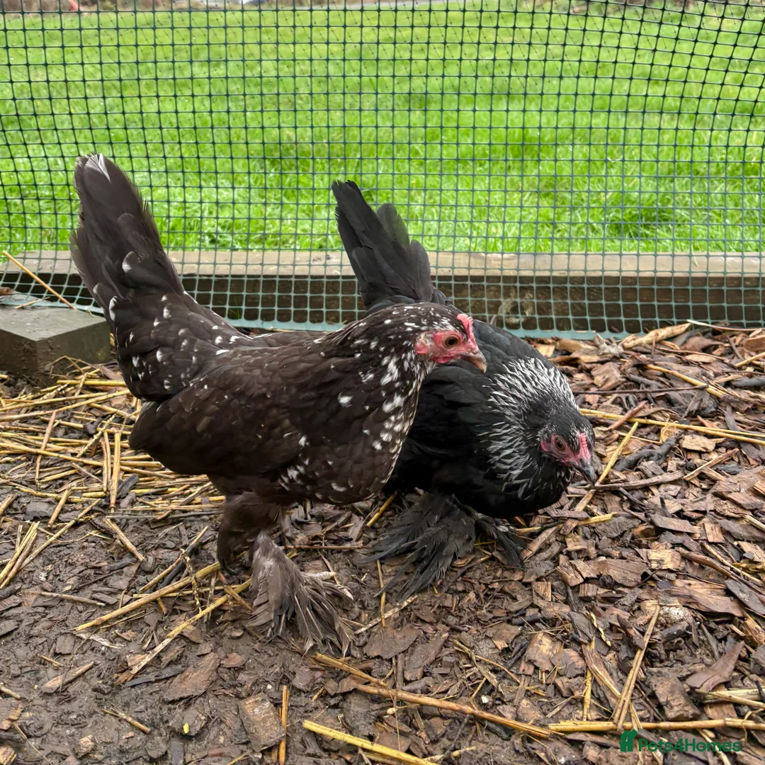 Chickens poultry for sale: Sablepoot/Booted Bantam Pullets - Advert 2