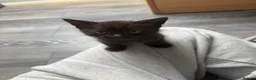 Domestic Shorthair cats for sale: 1 gorgeous female domestic short hair  - Advert 13