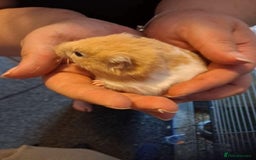 Mixed Breed rodents for sale: Downsizing my animal Collection  in Preston - Image 3