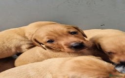 Hungarian Vizsla dogs for sale: Hungarian Vizsla x Fox Red Labrador Puppies - Image 12
