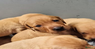 Hungarian Vizsla dogs - Advert 2