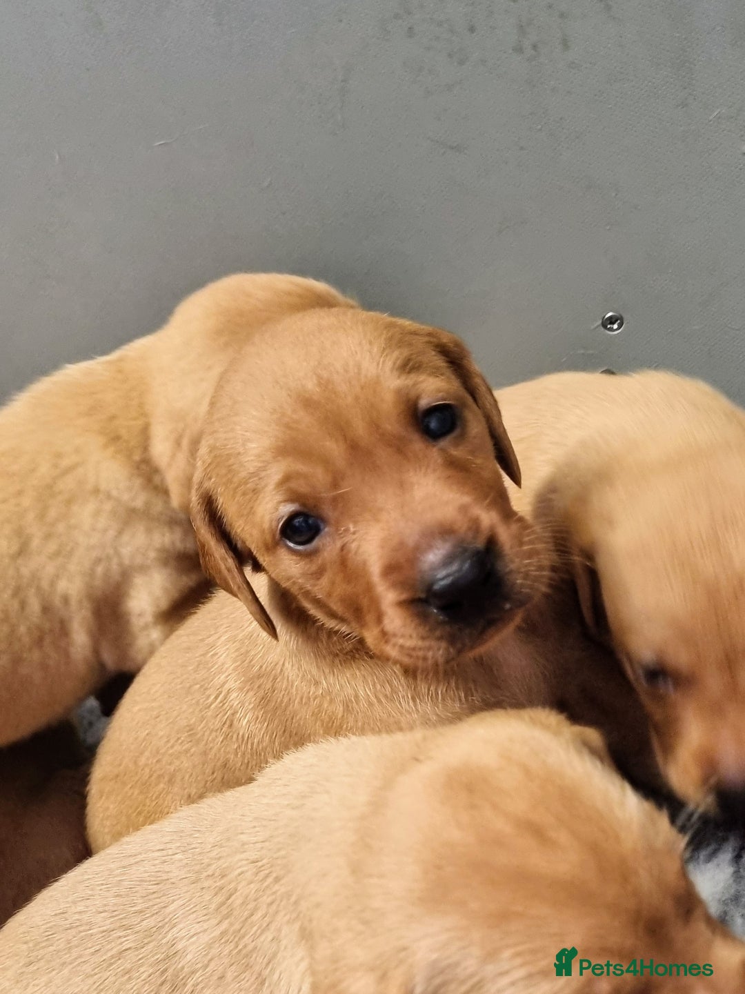 Hungarian Vizsla dogs for sale: Hungarian Vizsla x Fox Red Labrador Puppies - Image 12