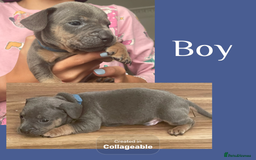 Mixed Breed dogs for sale: Beautiful French wieners  - Image 4