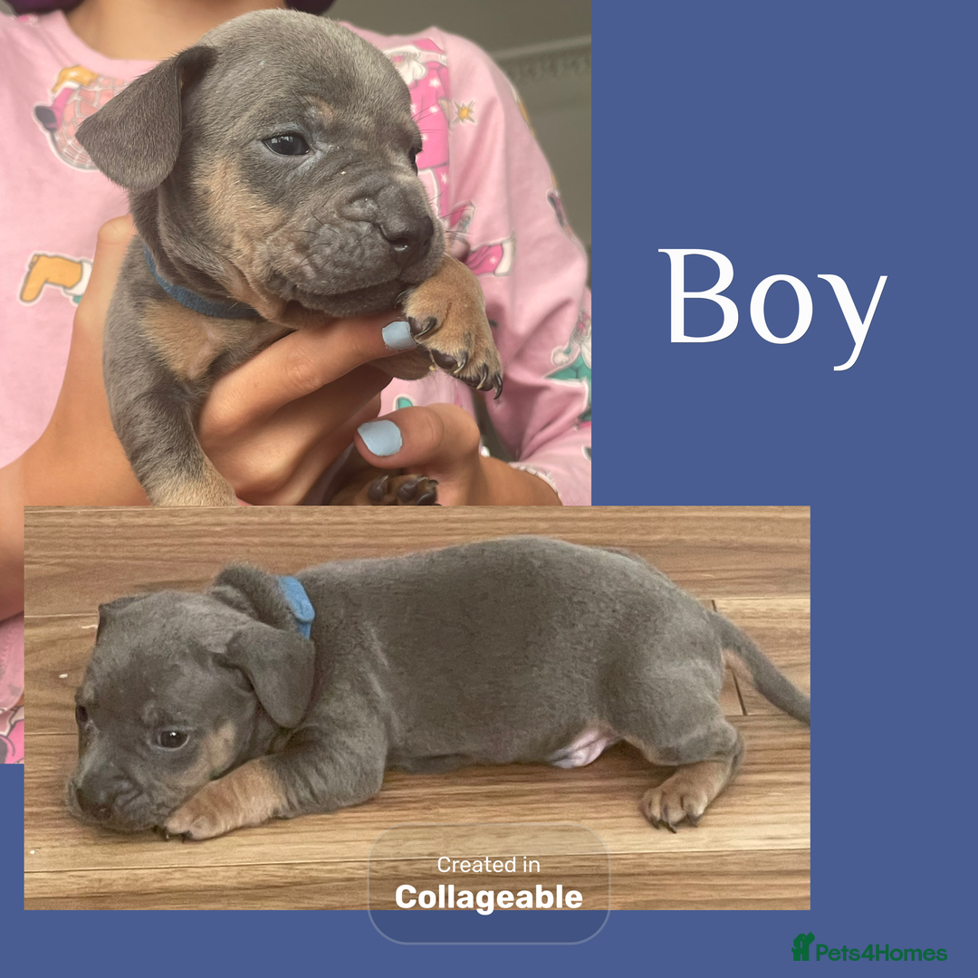 Mixed Breed dogs for sale: Beautiful French wieners  - Image 4