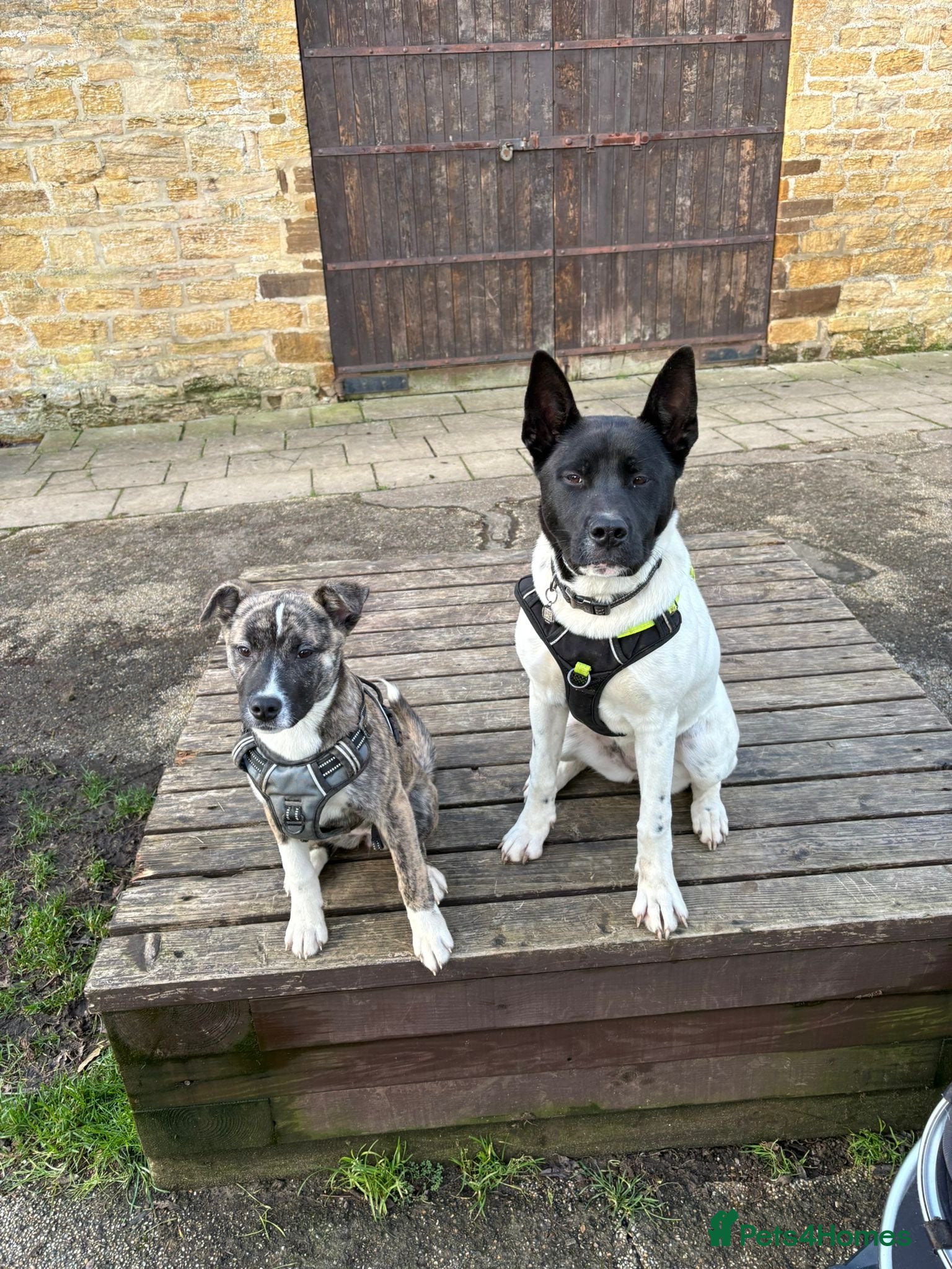 Mixed Breed dogs Meet winter  - Advert 2