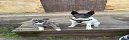 Mixed Breed dogs for sale: Meet winter  in Northampton - Advert 1