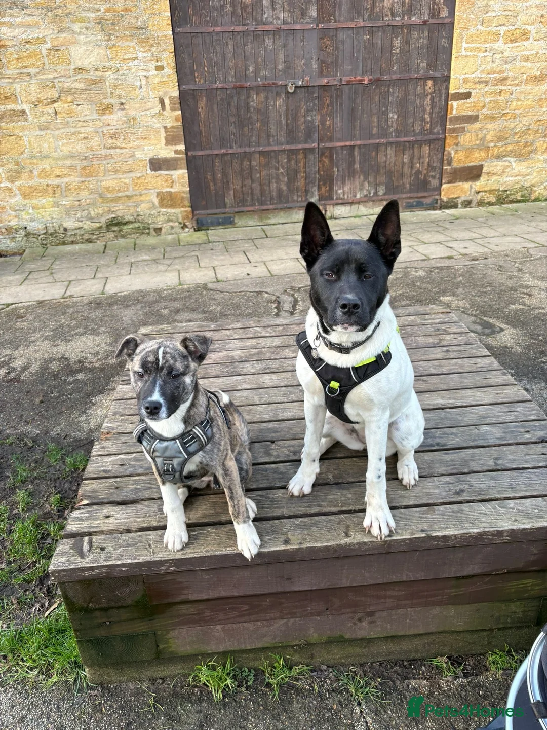Mixed Breed dogs for sale: Meet winter  in Northampton - Advert 1
