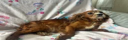Cavapoo dogs for sale: F1 Cavapoo Pups for Sale - Advert 7