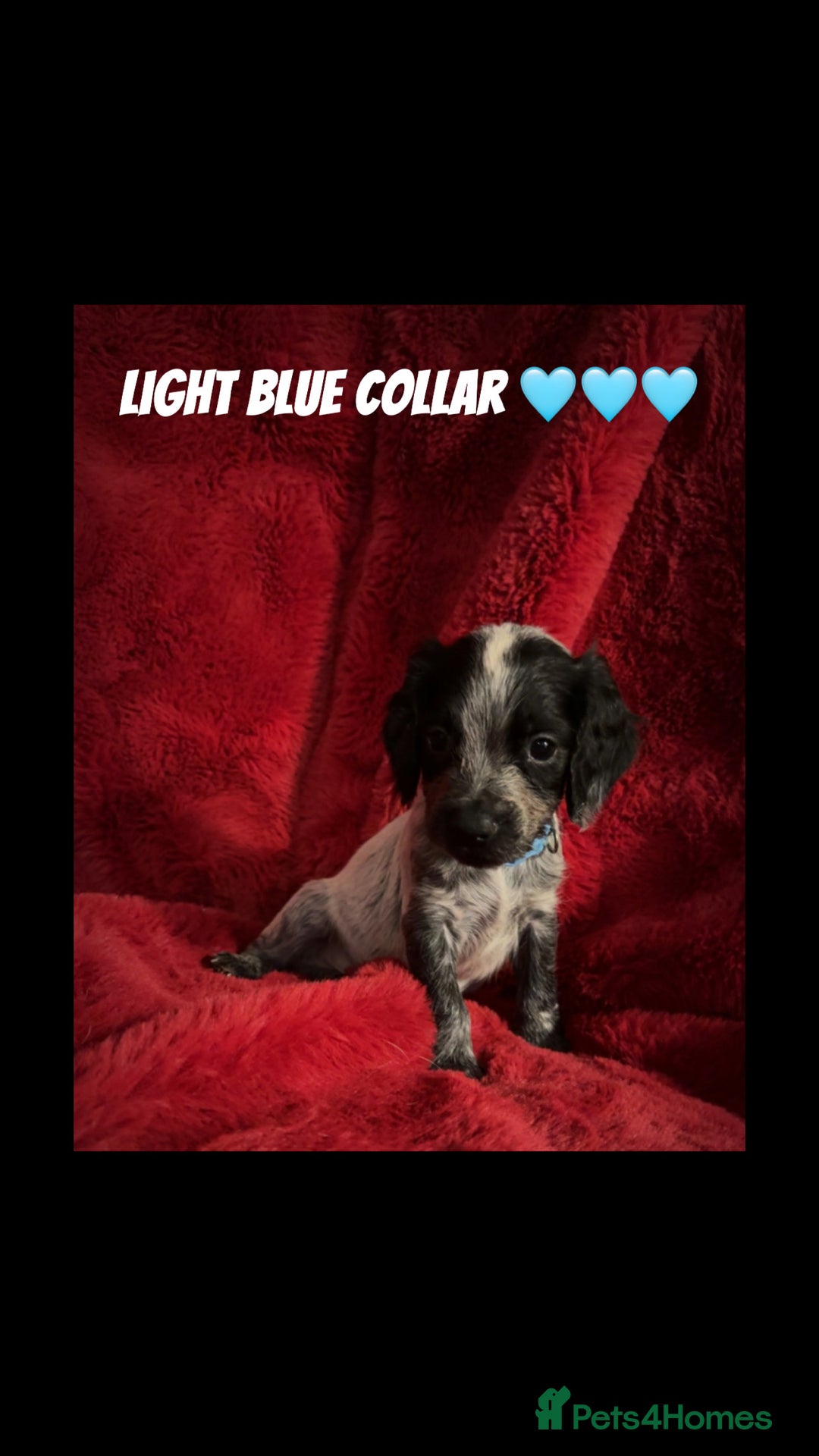 Cocker Spaniel dogs for sale: Working cocker spaniel puppies  - Advert 8