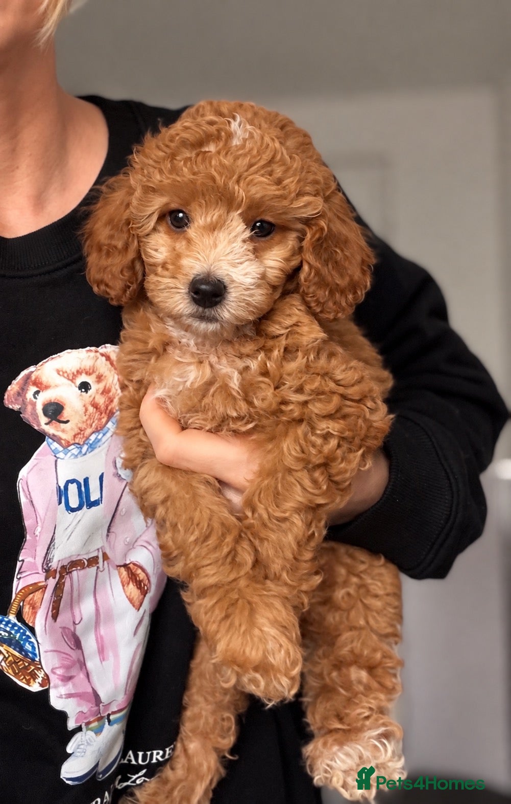 Cockapoo dogs Stunning F1B cockapoo puppies   - Advert 8