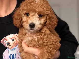 Cockapoo dogs Stunning F1B cockapoo puppies - Advert 8