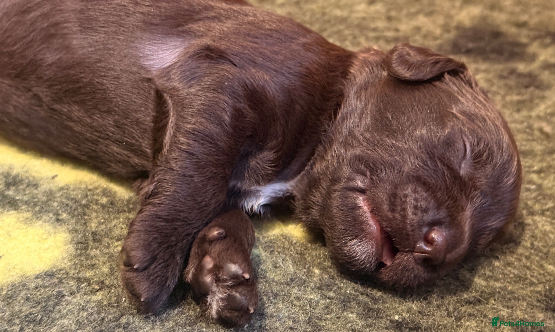 Australian Labradoodle dogs     🐾 Adorable Australian Labradoodle Puppies  - Advert 1
