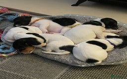 Jack Russell dogs for sale: Gorgeous Jack Russell Puppies For Sale - Image 3