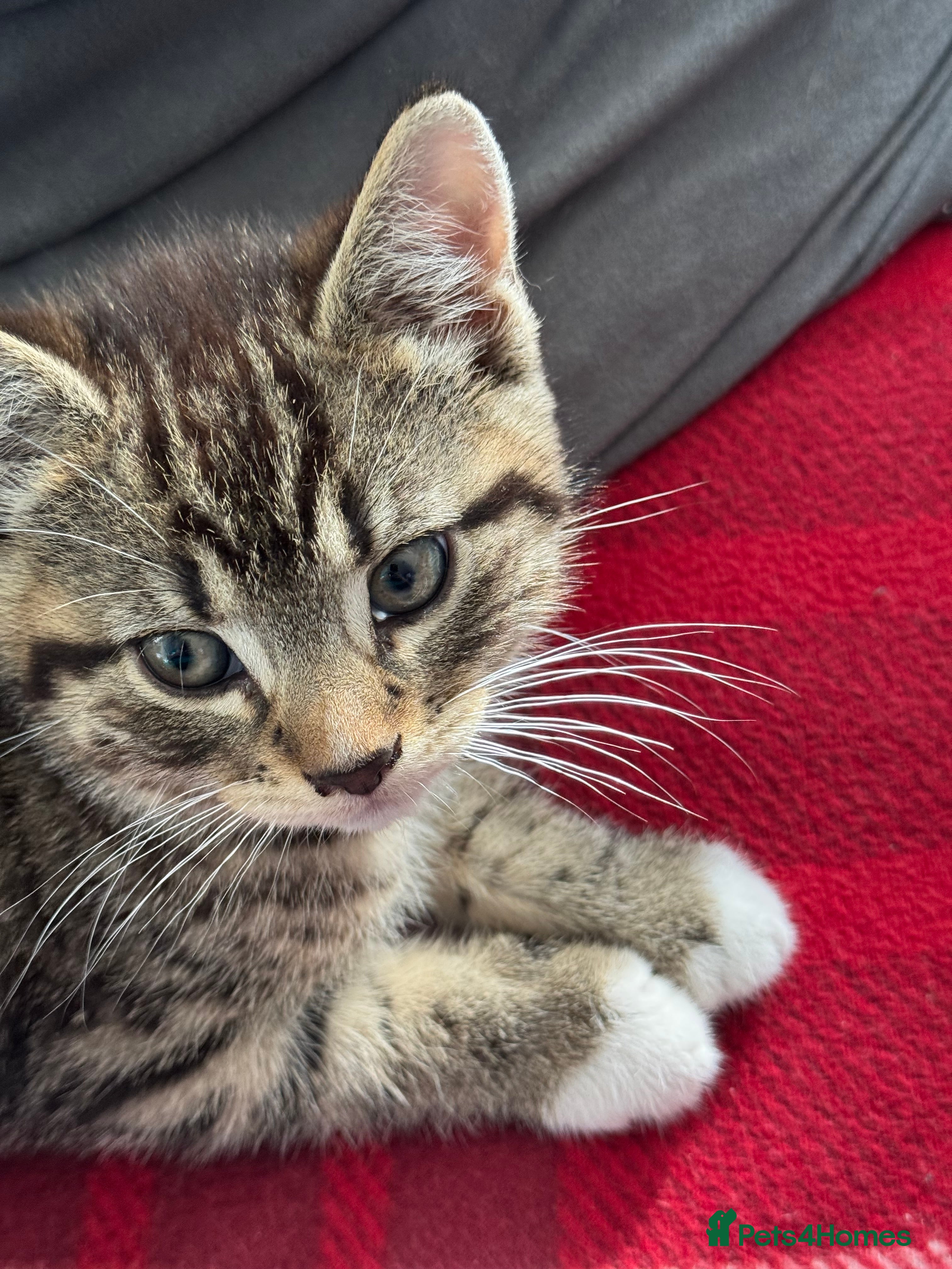 Mixed Breed cats Adorable Kitten Looking for a Loving Home! 🐾 - Advert 2