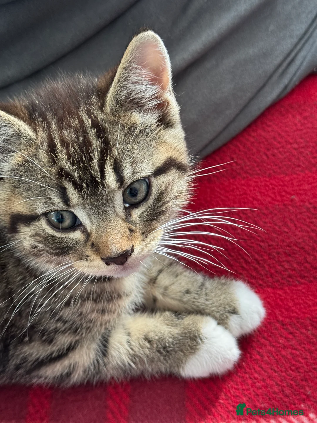 Mixed Breed cats for sale: Adorable Kitten Looking for a Loving Home! 🐾 - Advert 2