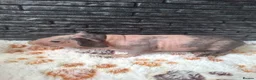 Guinea Pig rodents for sale: Purebred skinny pigs - Advert 3