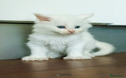 Maine Coon cats for sale: White Polydactyl boy / Russian import parents - Advert 3
