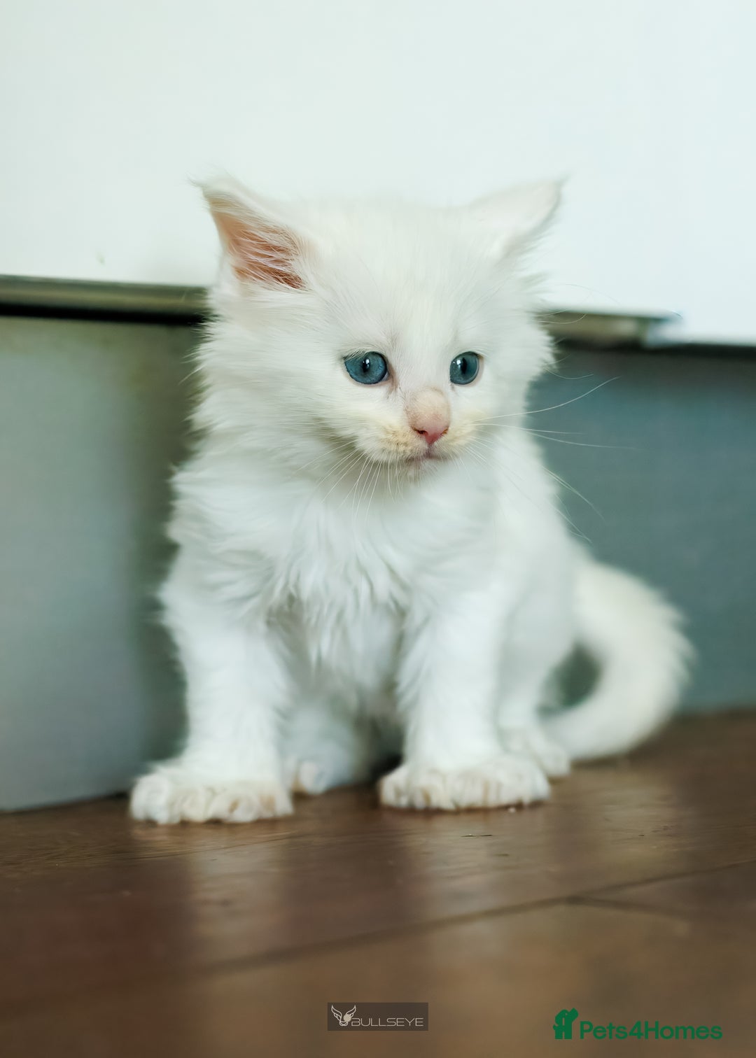 Maine Coon cats for sale: White Polydactyl boy / Russian import parents - Advert 3