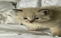 Ragdoll cats for sale: Lynx Seal Point and Seal Ragdoll Kittens - Image 4