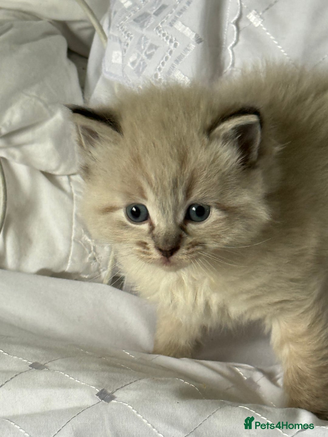 Ragdoll cats for sale: Lynx Seal Point and Seal Ragdoll Kittens - Image 4