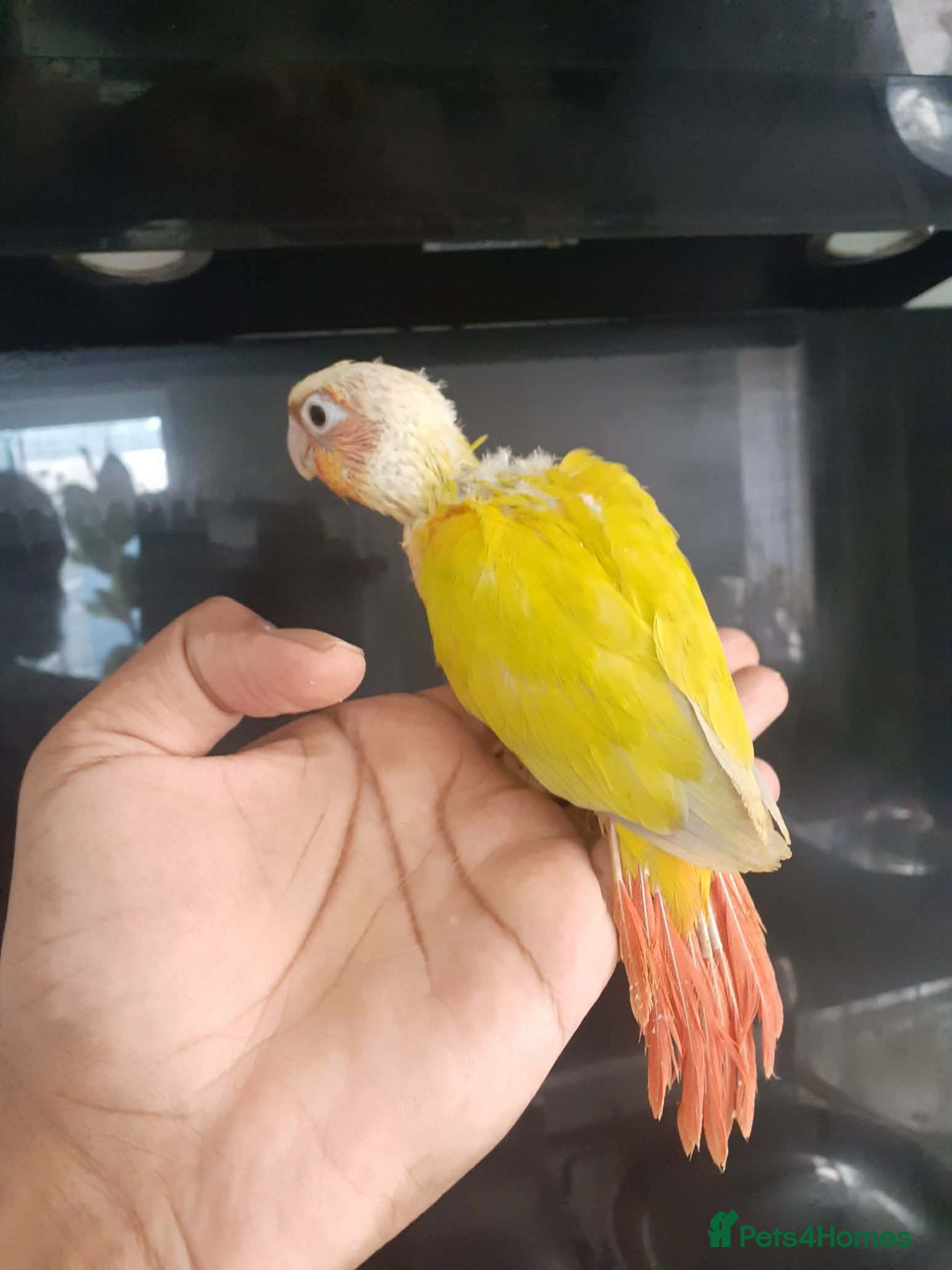 Conures birds hand reared baby suncheek conures  - Advert 2