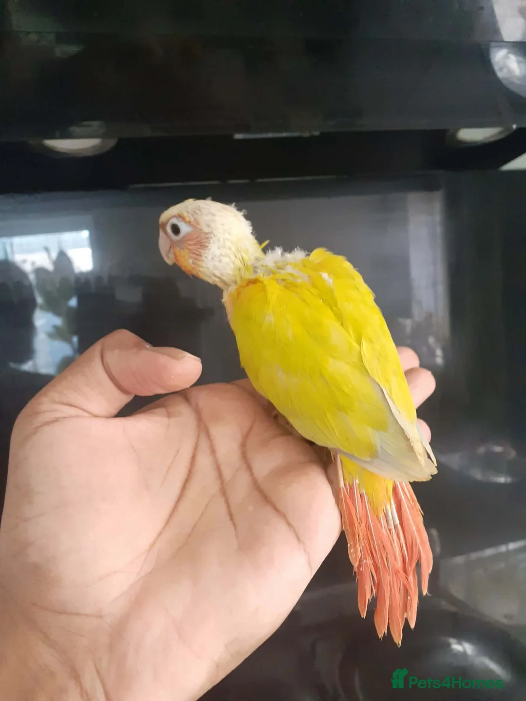 Conures birds for sale: hand reared baby suncheek conures  - Advert 1