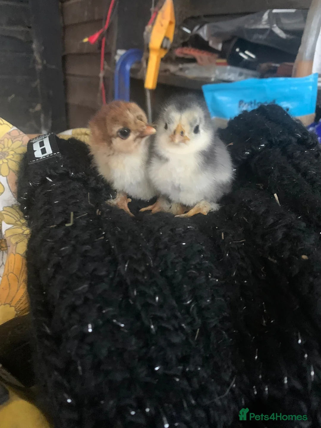 Hens poultry for sale: Mixed eggs available  - Advert 18