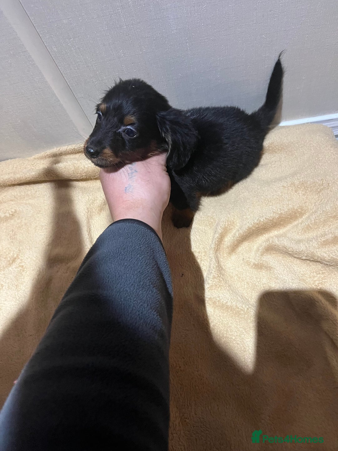 Mixed Breed dogs for sale: Dachshund x Jack russel  - Advert 3
