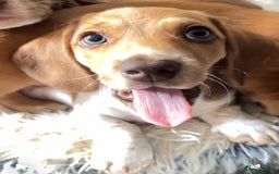 Miniature Dachshund dogs for sale: ‼️Last pup left‼️ 🐾Pied girl with ticked paws 🐾  - Image 1