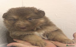 German Shepherd dogs for sale: GORGEAOUS K/C Registered German Shepherd puppies - Image 20