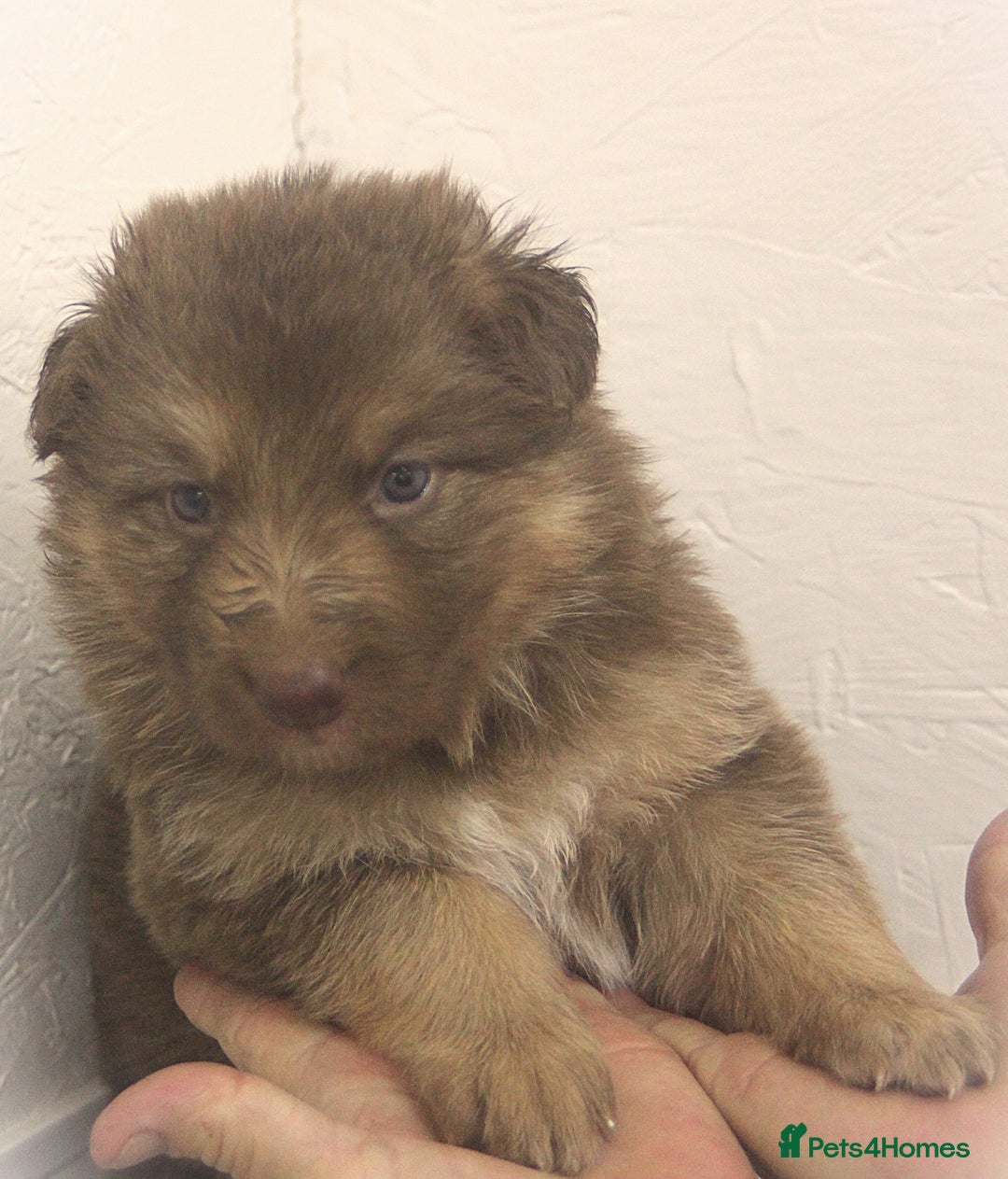 German Shepherd dogs for sale: GORGEAOUS K/C Registered German Shepherd puppies - Image 20
