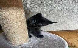 Maine Coon cats for sale: Fluffy shiny half maine coon - Image 10