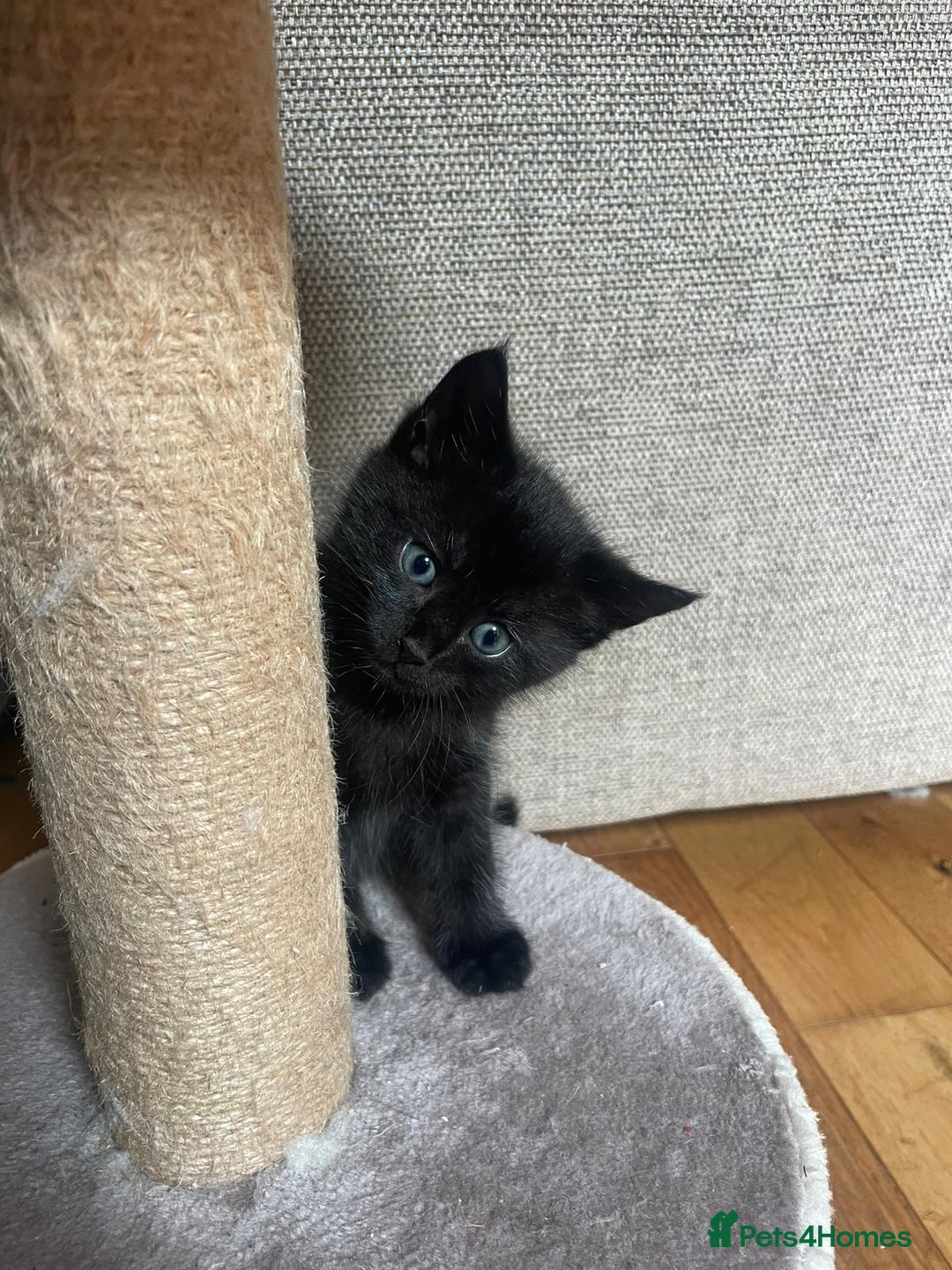 Maine Coon cats for sale: Fluffy shiny half maine coon - Image 10