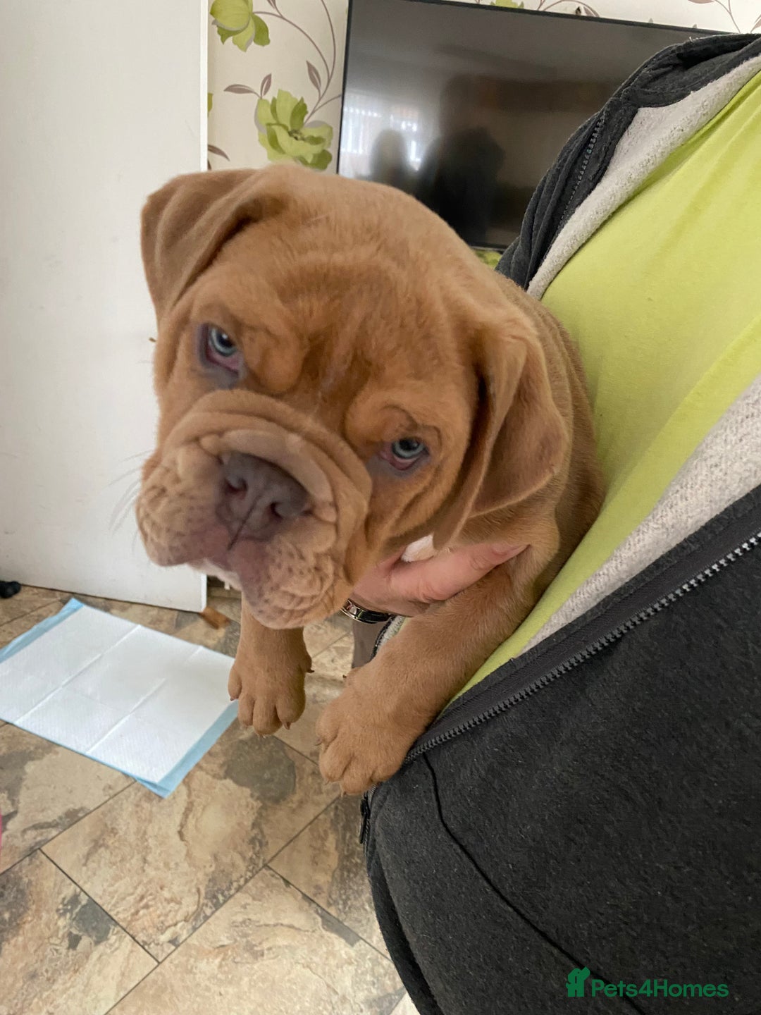 Olde English Bulldogge dogs for sale: 2 male gorgeous Ild English Bulldogs - Image 12