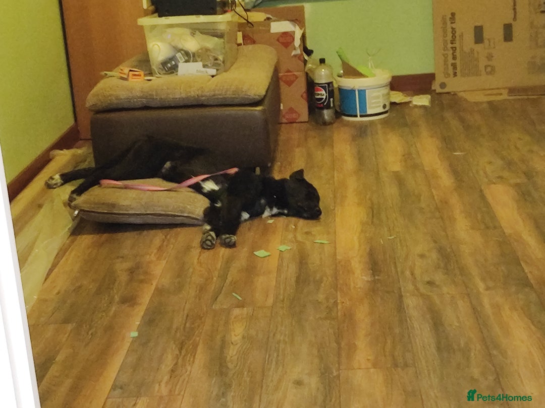 Shepsky dogs for sale: Nyxie - Image 4