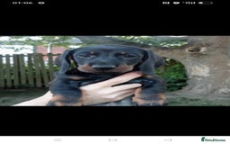 Dachshund dogs for sale: Long hair dachshund REDUCED  - Image 11