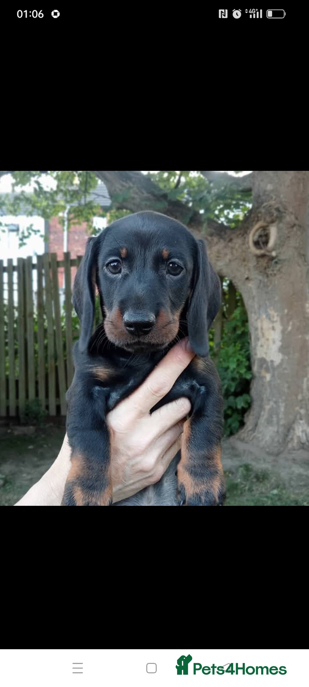 Dachshund dogs for sale: Long hair dachshund REDUCED  - Image 11