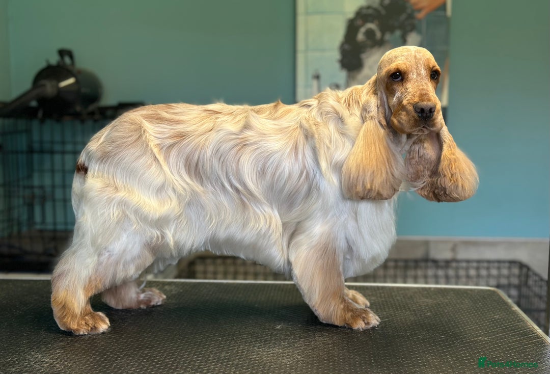 Cocker Spaniel dogs for sale: KC registered, health tested show type puppies - Advert 12