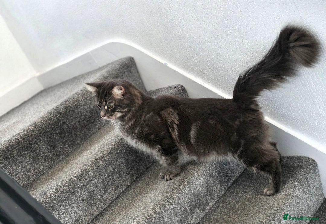 Maine Coon cats for sale: Maina Coon  - Advert 1