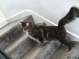 Maine Coon cats Maina Coon - Advert 1