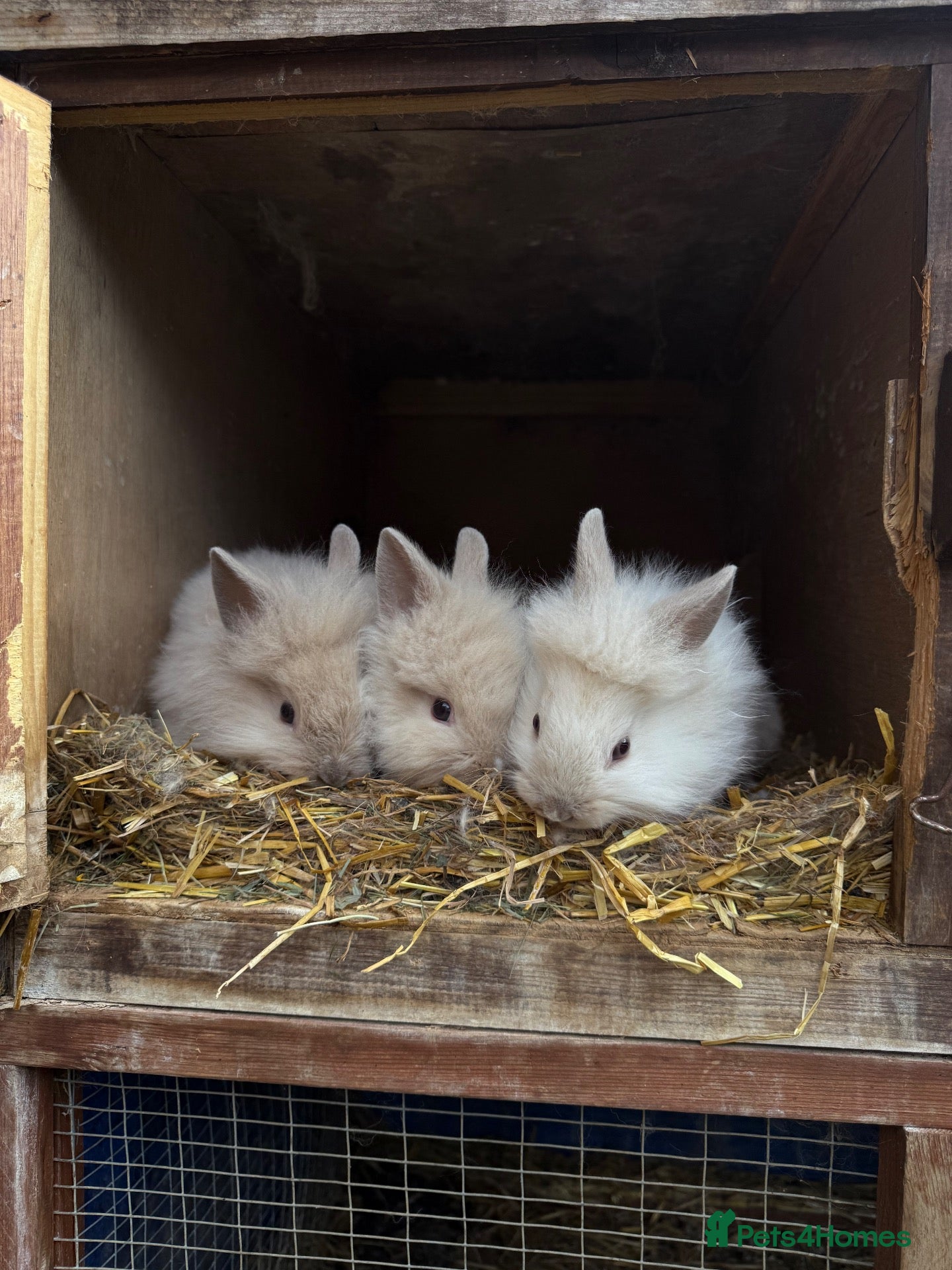 Lionhead rabbits 3x gorgeous fluffy lionhead bunnies ready to go  - Advert 1