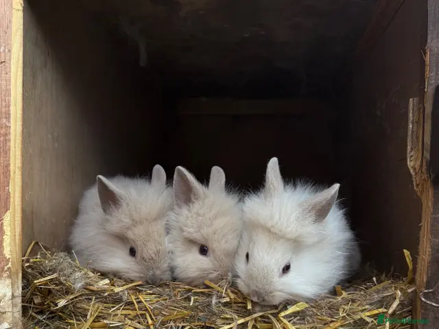 Lionhead rabbits 3x gorgeous fluffy lionhead bunnies ready to go - Advert 1