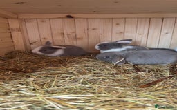 Mini Lop rabbits for sale: Mini lop bunny’s  - Image 3