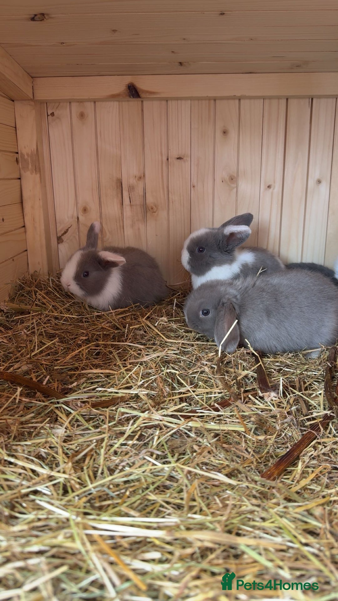 Mini Lop rabbits for sale: Mini lop bunny’s  - Image 3