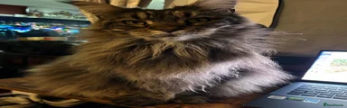 Maine Coon 2