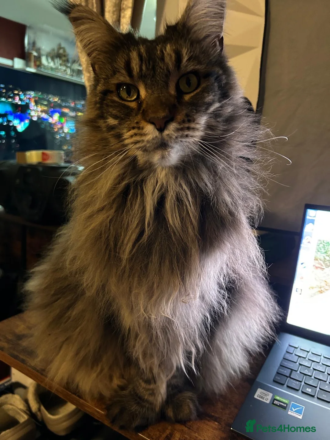 Maine Coon cats for sale: Maine Coon 6 year old female needs a loving home - Advert 2