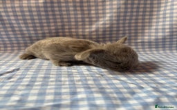 Mini Lop rabbits for sale: Pure bred mini lop babies  - Image 12