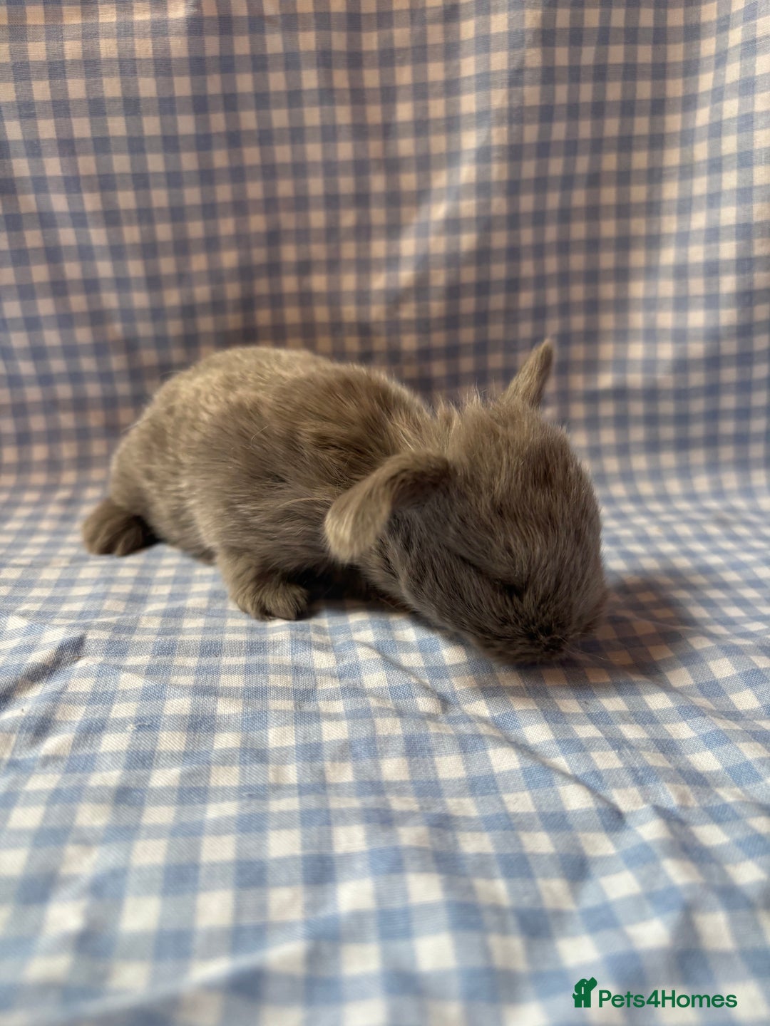 Mini Lop rabbits for sale: Pure bred mini lop babies  - Image 12